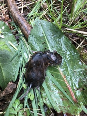 Clethrionomys glareolus