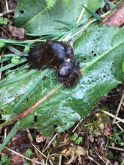 Clethrionomys glareolus