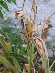 Acrididae