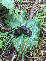 Clethrionomys glareolus