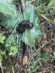 Clethrionomys glareolus