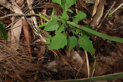 Solanum opacum, photograph (c) Greg Tasney, some rights reserved (CC BY-SA)