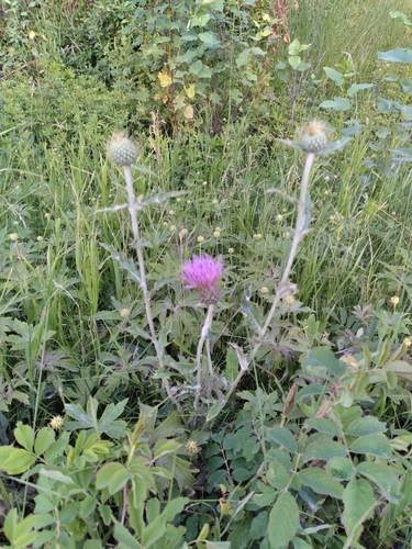 Flodman's thistle