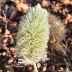 Ptilotus clementii