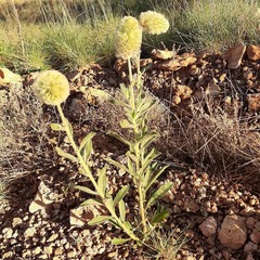 Ptilotus clementii