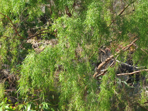 Leptospermum madidum, 2026-07-25