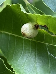 Phylloxera texana