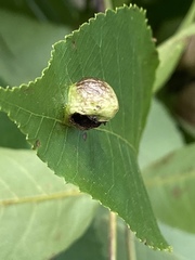 Phylloxera texana