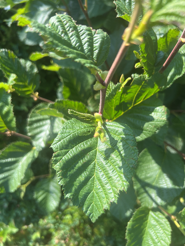 mountain alder