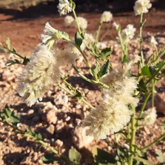 Ptilotus auriculifolius