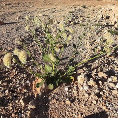 Ptilotus auriculifolius