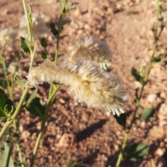Ptilotus auriculifolius