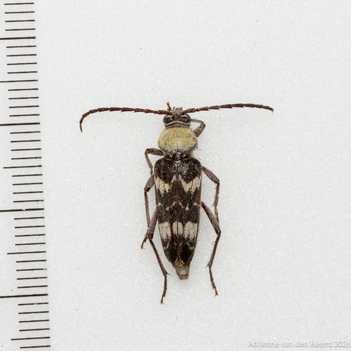 Megacyllene antennata