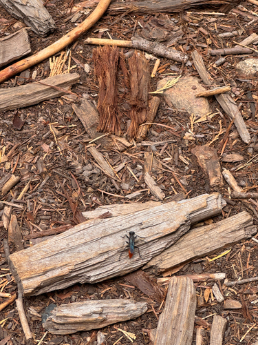 iNaturalist observation photo of Priocnemis oregona