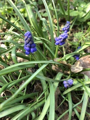 Muscari