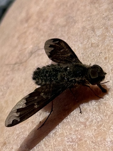 iNaturalist observation photo of Sinuous Bee Fly