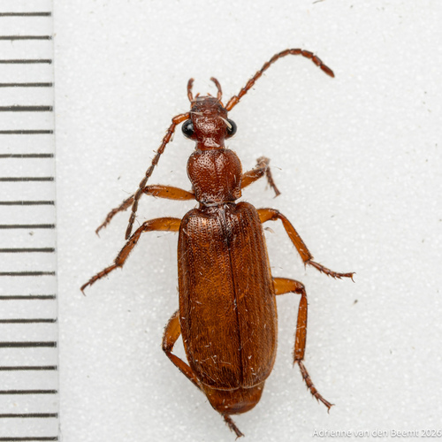 Helluomorphoides