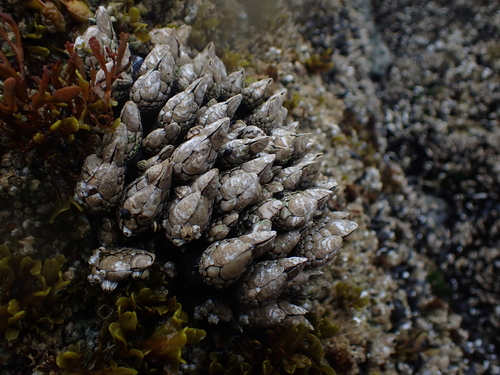 Gooseneck Barnacle