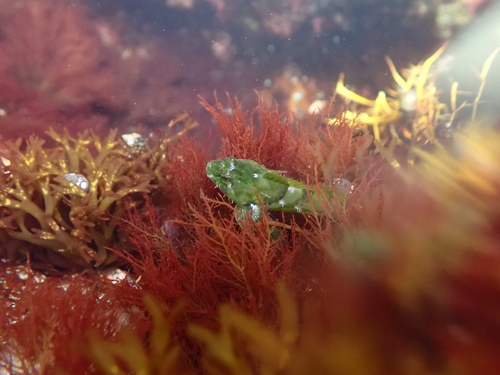 Tidepool Sculpin