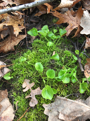 Viola blanda