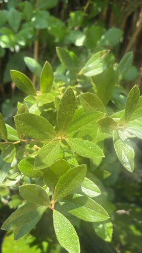 Gaylussacia bigeloviana, photograph 5