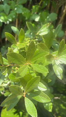 Gaylussacia bigeloviana, photograph (c) Frog The Kermit, some rights reserved (CC BY)