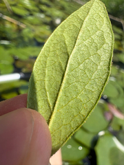 Gaylussacia bigeloviana, photograph (c) Frog The Kermit, some rights reserved (CC BY)