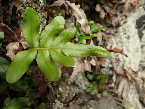 leathery polypody
