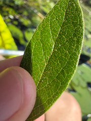 Gaylussacia bigeloviana, photograph (c) Frog The Kermit, some rights reserved (CC BY)
