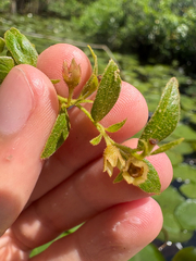 Gaylussacia bigeloviana, photograph (c) Frog The Kermit, some rights reserved (CC BY)