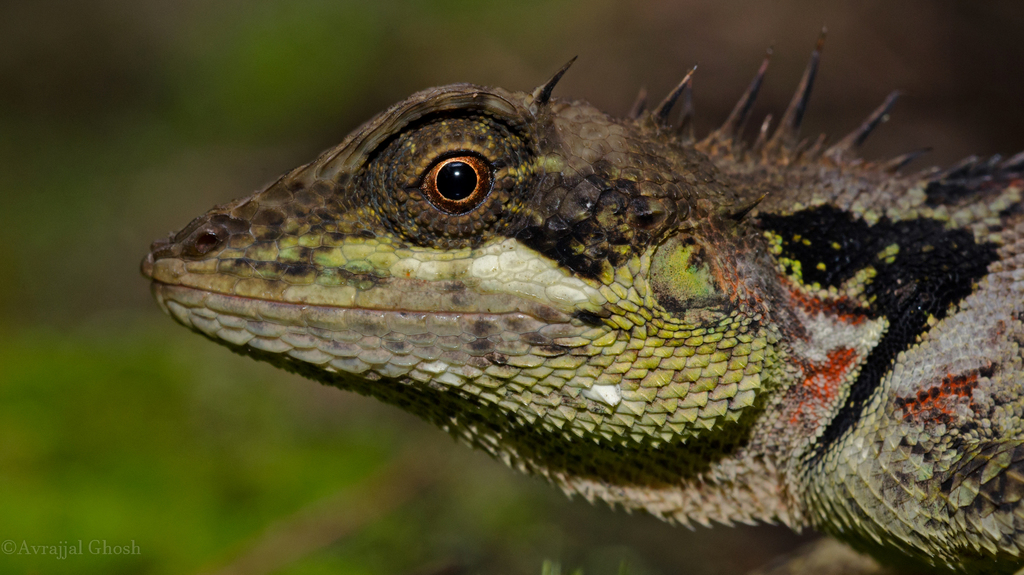 Spiny-Headed Forest Lizard