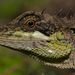Spiny-headed Forest Lizard - Photo (c) avrajjal, some rights reserved (CC BY-NC), uploaded by avrajjal