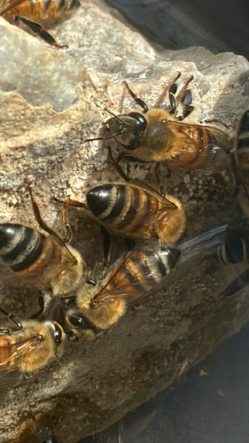iNaturalist observation photo of Western Honey Bee