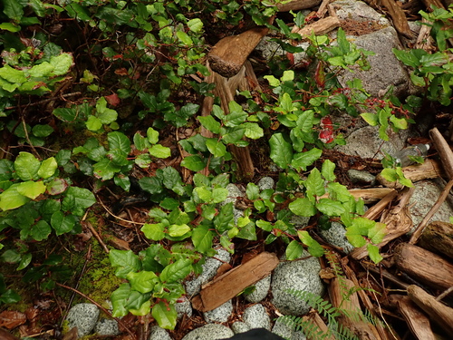 salal