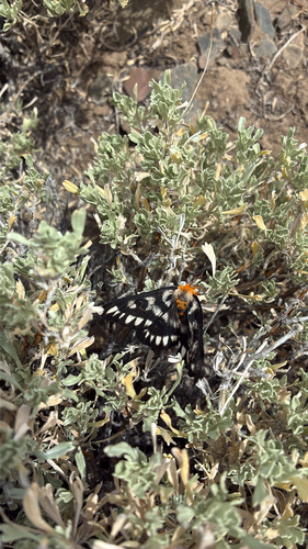 iNaturalist observation photo of Sagebrush Sheep Moth