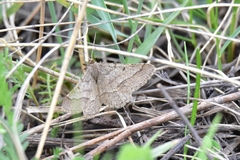 Isturgia murinaria