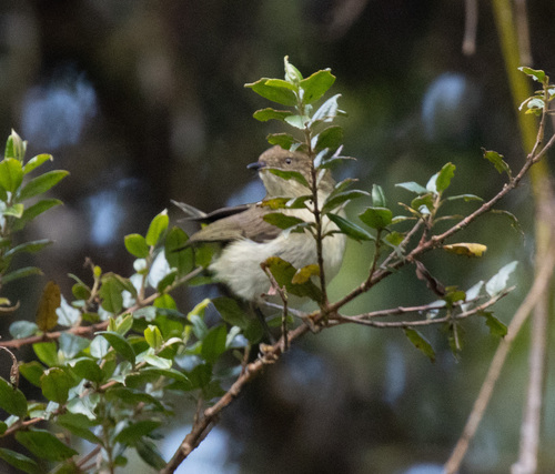 Acanthiza murina, 2026-06-15
