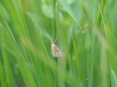 Evergestis frumentalis