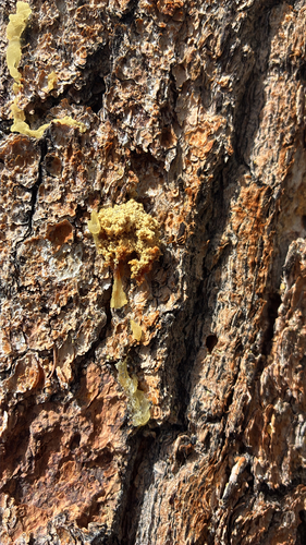 iNaturalist observation photo of Mountain Pine Beetle