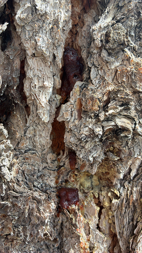 iNaturalist observation photo of Mountain Pine Beetle