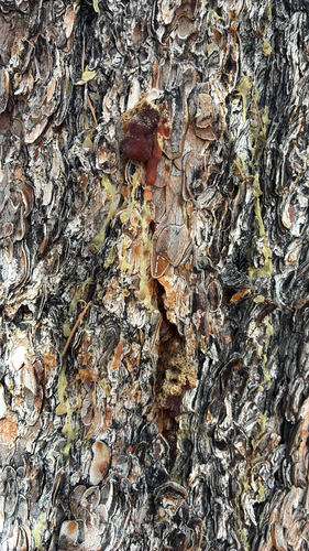 iNaturalist observation photo of Mountain Pine Beetle