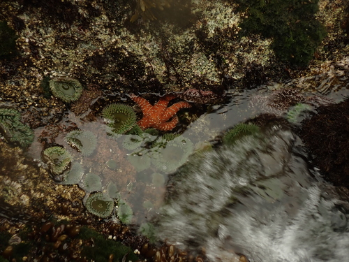 Ochre Sea Star