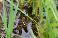 Limnoporus rufoscutellatus