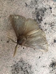 Phyllalia patens