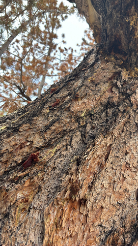 iNaturalist observation photo of Mountain Pine Beetle