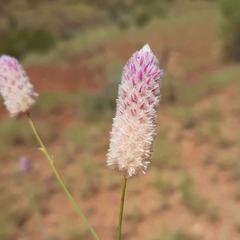 Ptilotus calostachyus