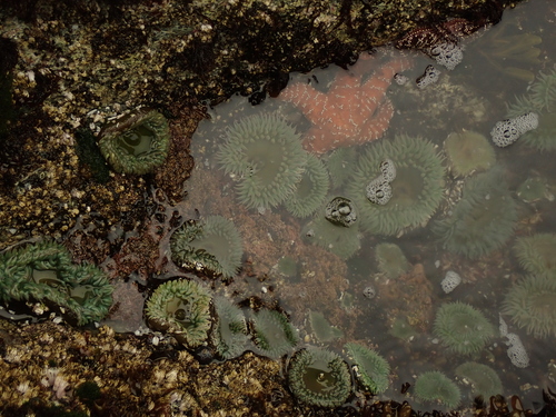 Giant Green Anemone