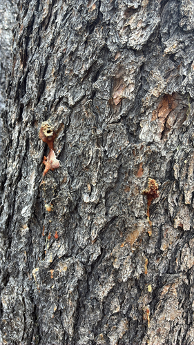 iNaturalist observation photo of Mountain Pine Beetle