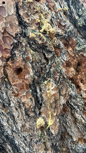 iNaturalist observation photo of Mountain Pine Beetle