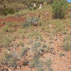 Ptilotus calostachyus